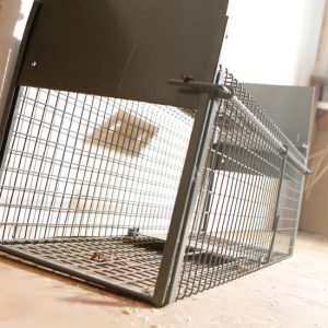 Waschbären